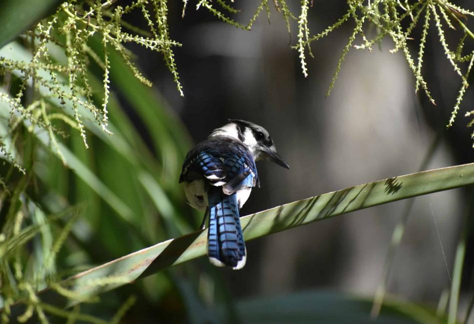 Blue Jay and the Throat Chakra