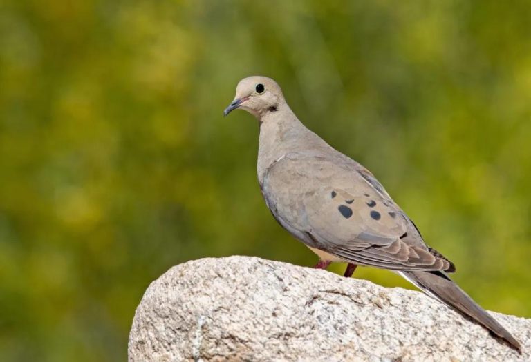 Dove Bird: Symbol of Peace, Beauty, and International Status