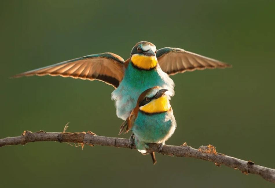 How Do Birds Mate