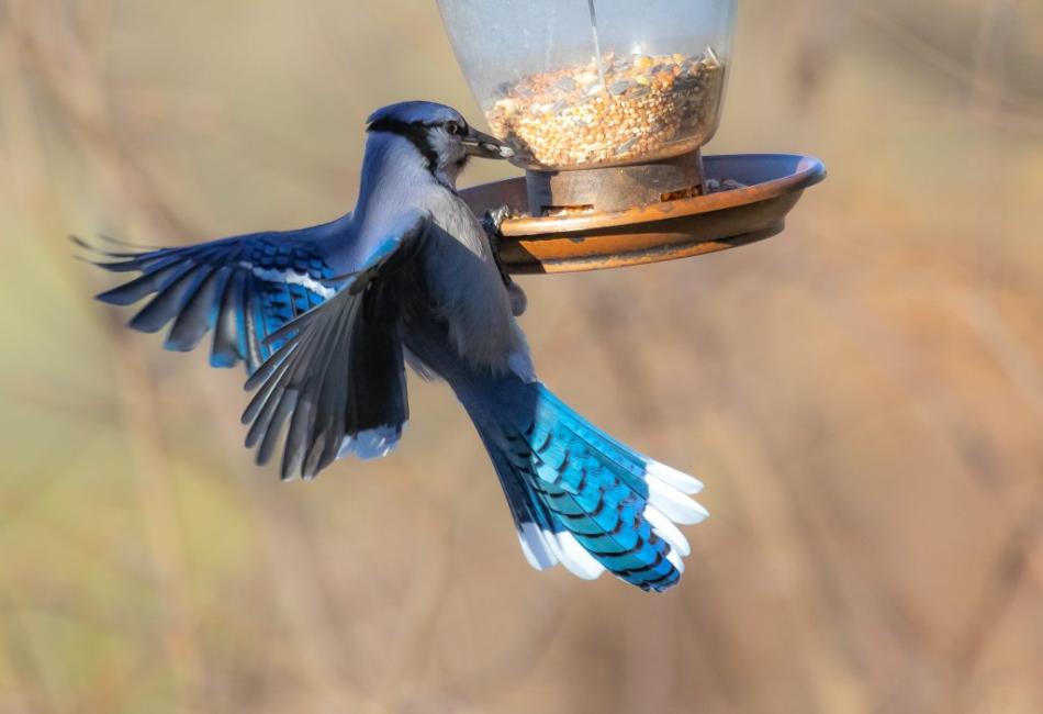 Is the Blue Jay a Good Omen