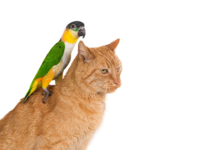 Pet Safety Beyond the Aviary: Why Cats Also Need GPS Trackers