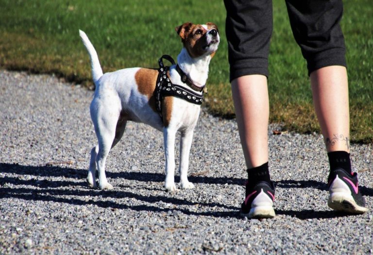 Top Benefits of Professional Dog Training for Pet Owners