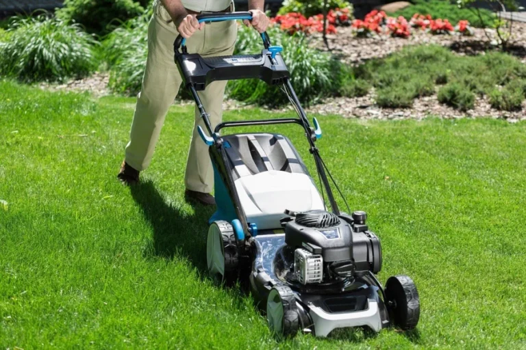 Top Low-Maintenance Landscaping Tips for Pet and Bird Lovers