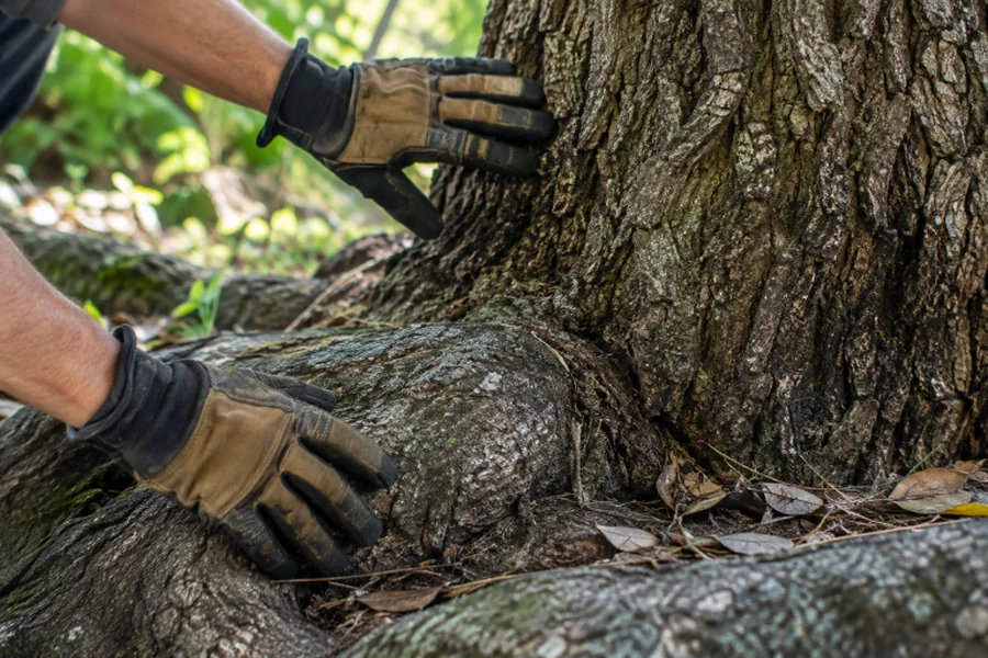 Tree Service